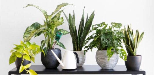 Why Indoor Plants Leaves Turn Brown - 3 Reasons